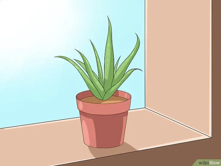 Vị trí đặt cây nha đam trong nhà đón ánh sáng gián tiếp tự nhiên