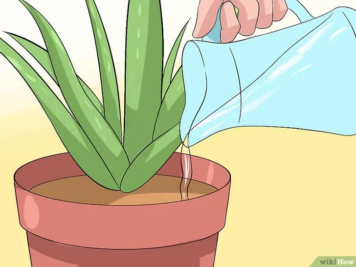 Tưới nước hợp lý cho cây nha đam bằng cách kiểm tra độ khô của đất