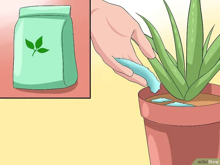 Bón phân 15-30-15 pha loãng cho cây lô hội vào mùa sinh trưởng