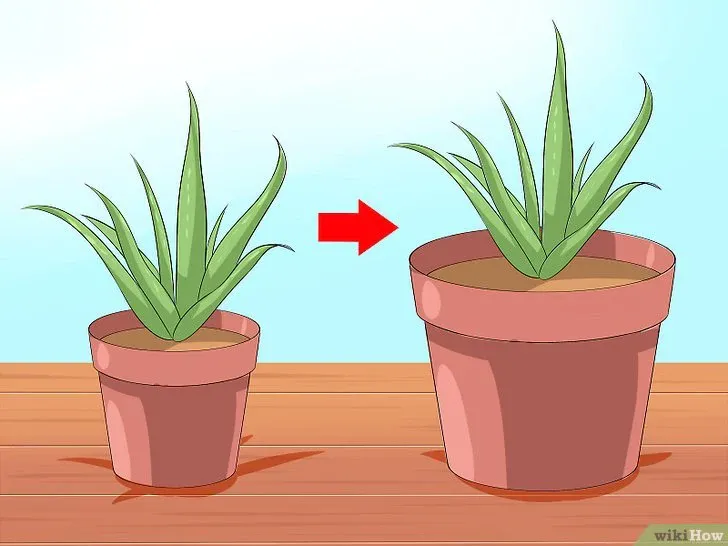 Thay chậu đất nung có lỗ thoát nước lớn hơn cho cây nha đam mới mua