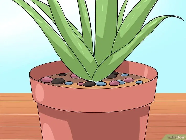 Rắc sỏi hoặc đá nhỏ lên bề mặt đất để giữ ẩm và trang trí chậu nha đam