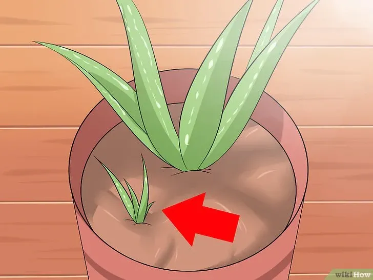 Nhân giống cây nha đam bằng cách chiết tách cây con có rễ