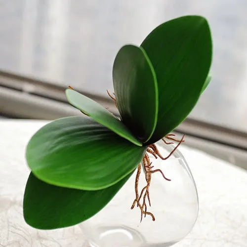 Các bước cơ bản để trồng và chăm sóc lan hồ điệp tại nhà