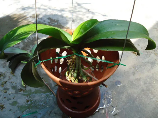 Chậu nhựa trong suốt phù hợp với cách trồng lan hồ điệp tại nhà