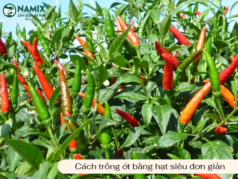 Cây ớt con đang phát triển mạnh mẽ từ kỹ thuật gieo hạt thành công