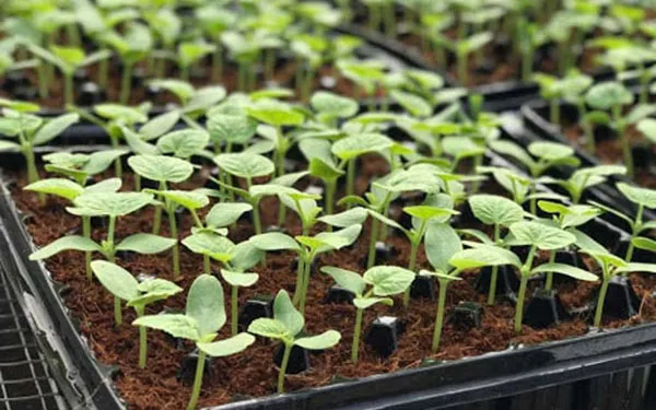 Cây Dưa Lưới Sau Khi Cắt Tỉa