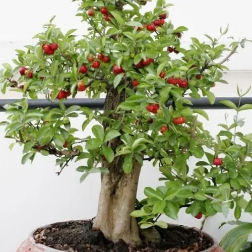 Kỹ thuật trồng cây sơ ri trong chậu giúp cây xanh tốt, cho quả ngọt