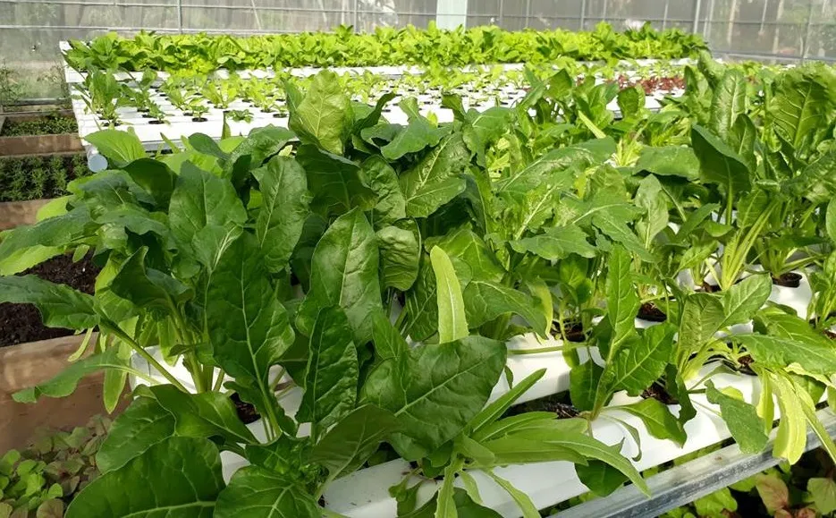 Cải bó xôi trồng thủy canh cần kiểm soát chặt chẽ nồng độ dinh dưỡng EC/PPM