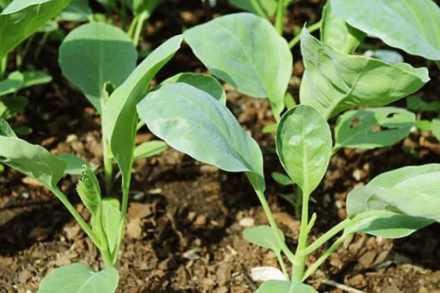 Cây cải rổ con