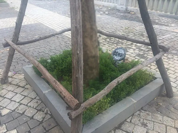 Cắm cọc buộc cho cây sau khi trồng