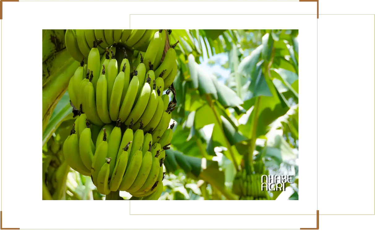 Cách Để Trồng Chuối Đạt Năng Suất Cao Và Quả To Chắc Thịt