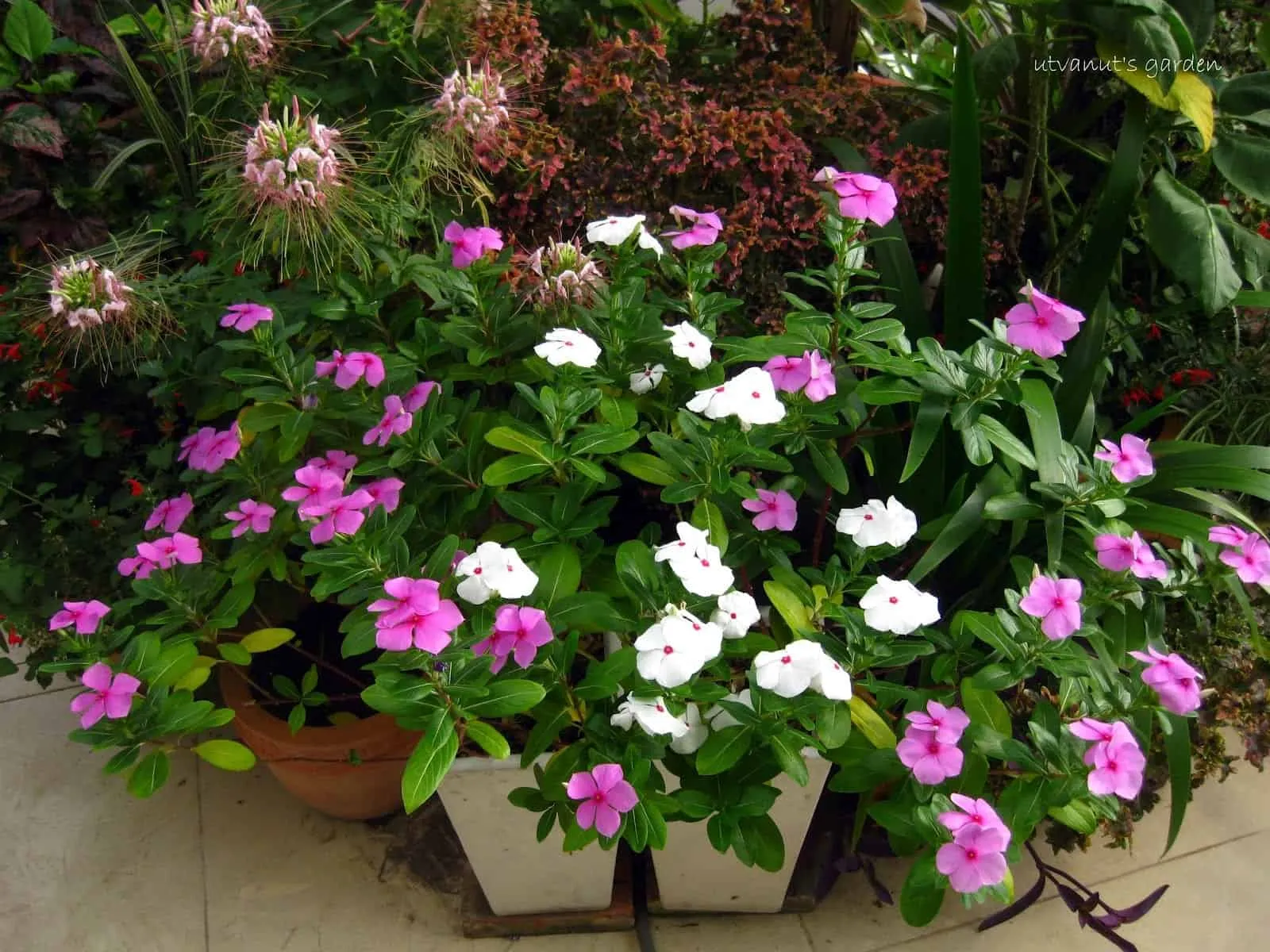 Ghép cành giúp tạo ra cây dừa cạn với nhiều màu sắc hoa khác nhau