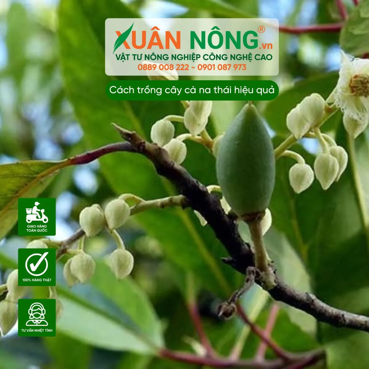 Cắt tỉa tạo tán giúp cây cà na thái ra trái đồng đều