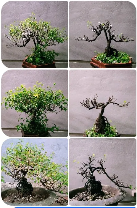 Cắt tỉa Nhất Chi Mai sau Tết để kích thích cành dăm mới