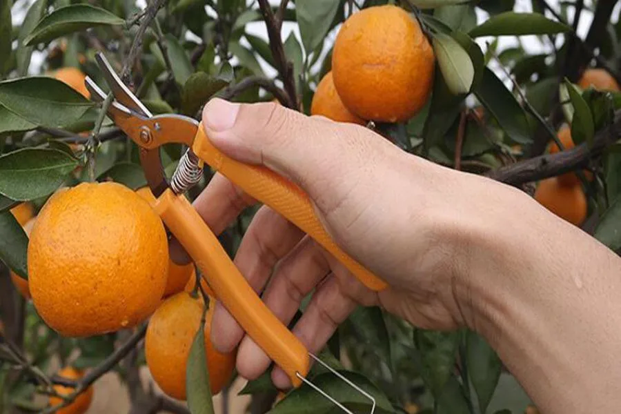 Cắt tỉa thường xuyên để cây ăn quả cho ra năng suất cao