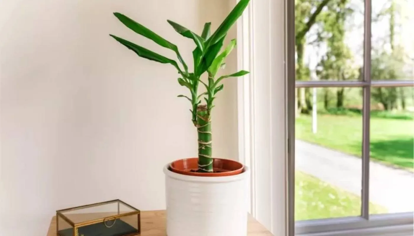 Cắt tỉa và tạo hình theo sở thích