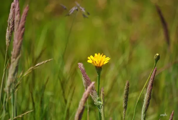 Bồ công anh nở rộ đẹp mắt