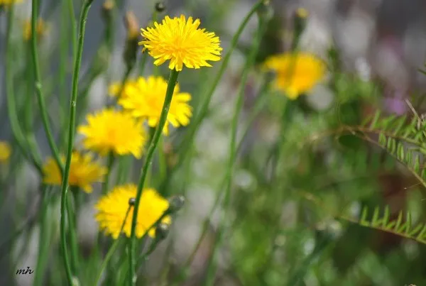 Bồ công anh sắp ra hoa và giai đoạn thu hoạch