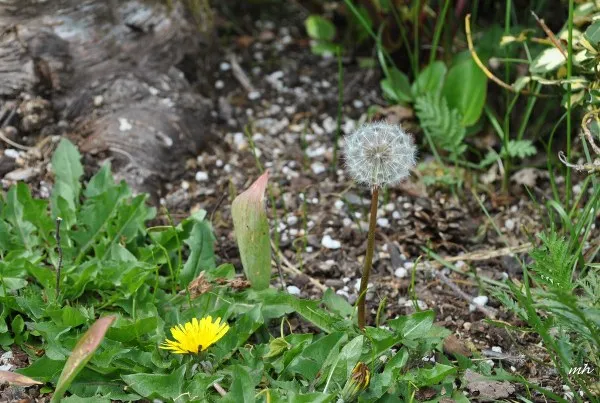 Cây bồ công anh trưởng thành trong chậu