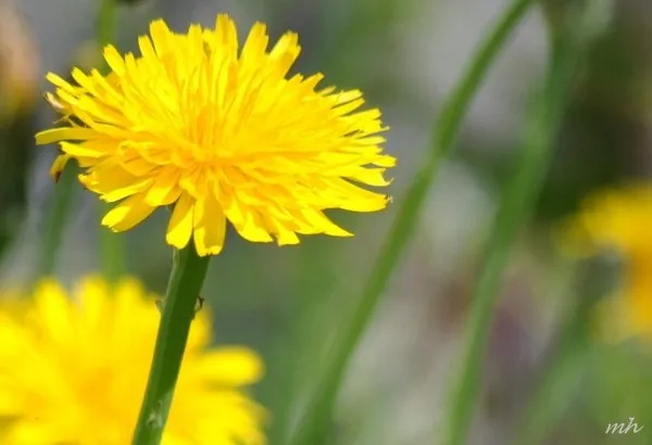 Lá bồ công anh xanh tốt