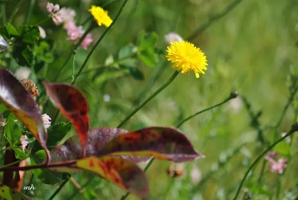 Cây hoa bồ công anh nở rộ