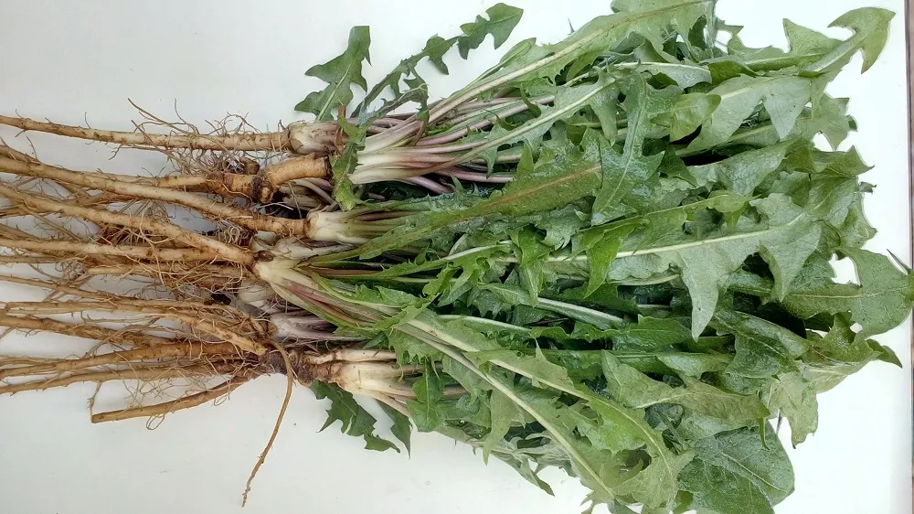 Cách Trồng Hoa Bồ Công Anh Chi Tiết Từ A Đến Z Cho Người Mới Bắt Đầu Cách Trồng Hoa Bồ Công Anh Chi Tiết Từ A Đến Z Cho Người Mới Bắt Đầu