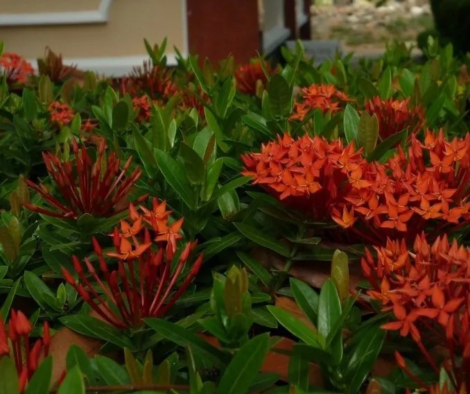 Cây Bông Trang Và Nguồn Gốc Nhiệt Đới