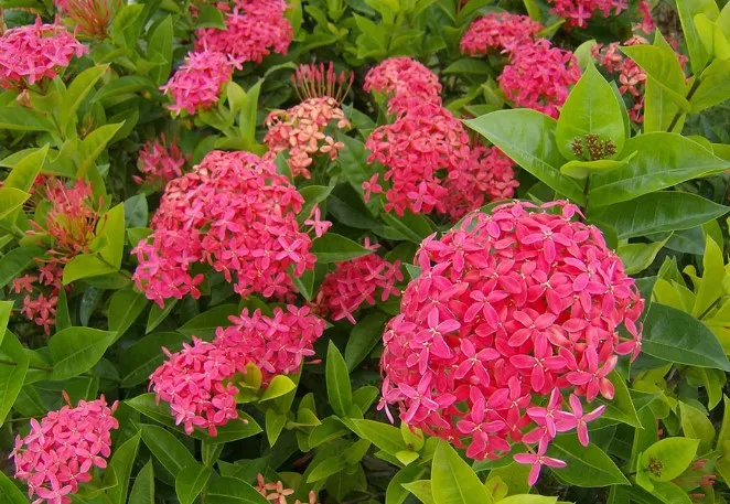 Đặc Điểm Sinh Học Của Cây Bông Trang Thân Gỗ