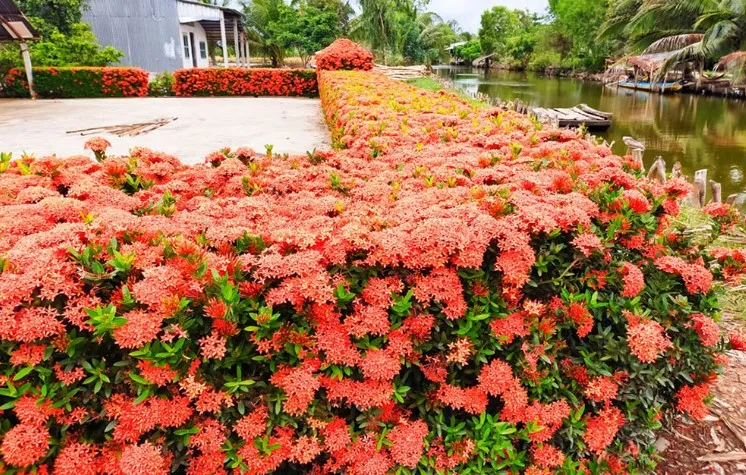 Ứng Dụng Làm Cảnh Quan Và Dược Liệu Của Bông Trang