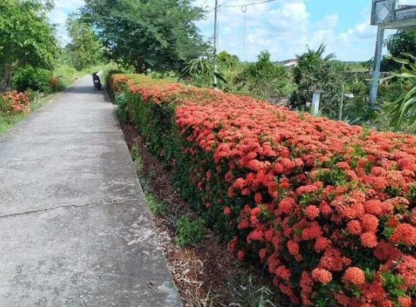 Ý Nghĩa Phong Thủy Và Sắc Màu Của Hoa Mẫu Đơn Đỏ