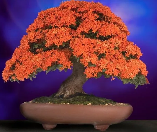 Vị Trí Trồng Cây Bông Trang Làm Hàng Rào Hoặc Bonsai