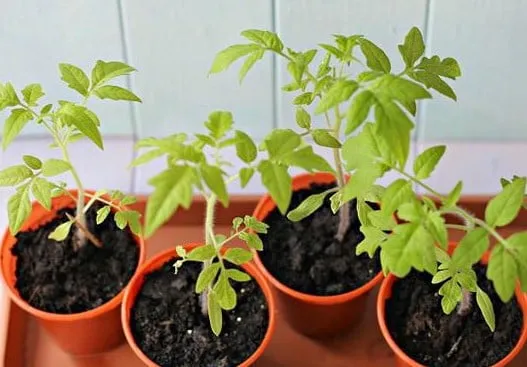 Cây cà chua con sẵn sàng để cấy vào chậu lớn