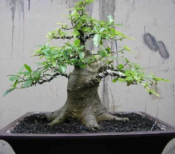Cây sung cảnh bonsai lá nhỏ với nhiều quả mọc sát thân, thể hiện sự sung túc