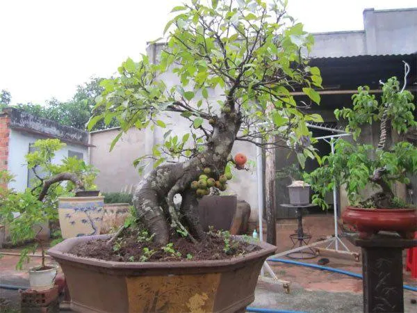 Cây sung được trồng trong chậu sứ lớn, thân cây to khỏe, quả xanh mọc dày đặc