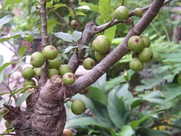 Cận cảnh một chùm quả sung cảnh đang ở giai đoạn phát triển, mọc sát thân cây