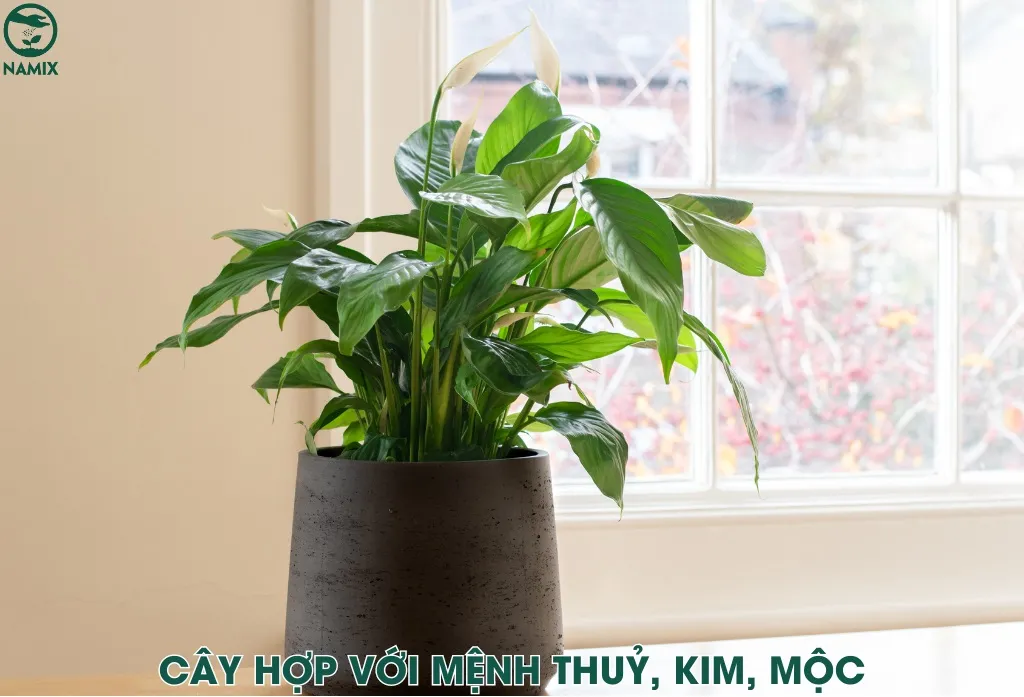 cay canh phong thuy tot