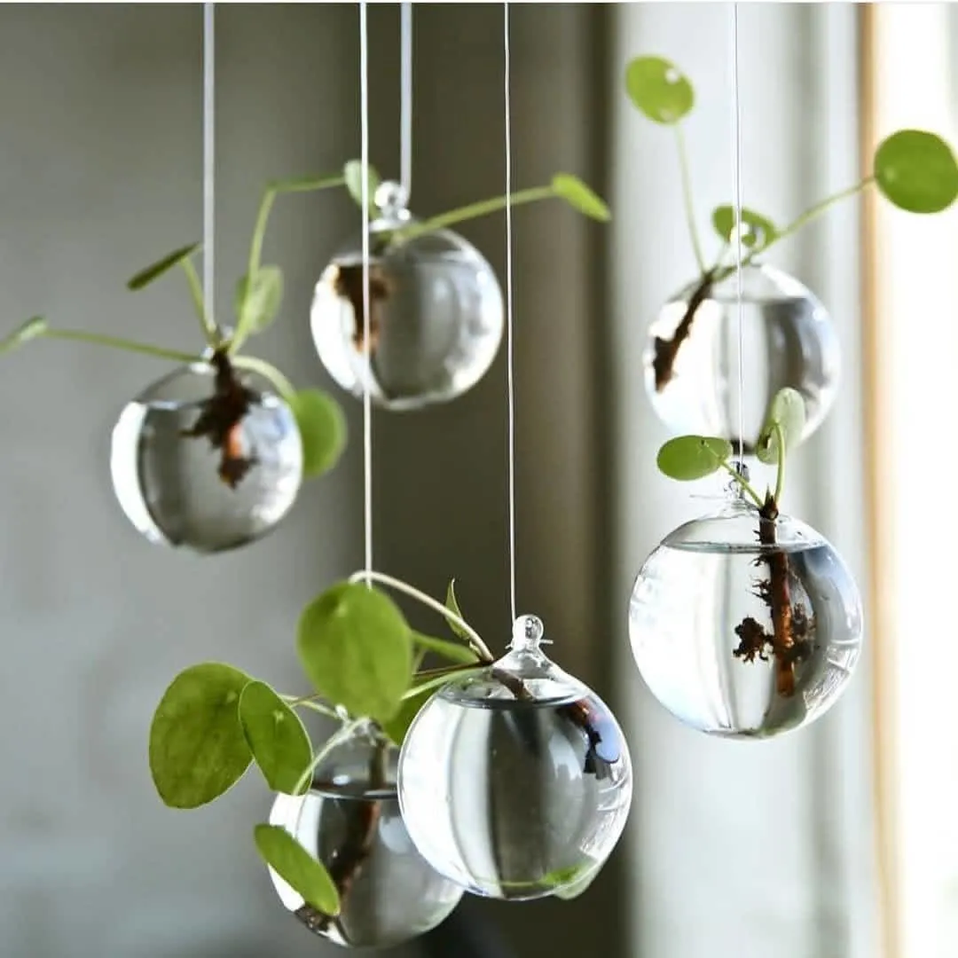 Nước suối hoặc nước mưa được khuyên dùng để trồng cây cảnh thủy canh thay cho nước máy, nhằm cung cấp môi trường nước sạch và giàu khoáng chất hơn.