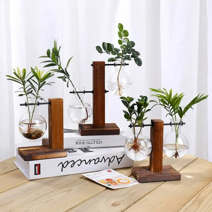 Lựa chọn bình cổ dài là kỹ thuật quan trọng trong trồng cây thủy canh, giúp nâng đỡ thân cây và ổn định vị trí của cây cảnh khi rễ phát triển.