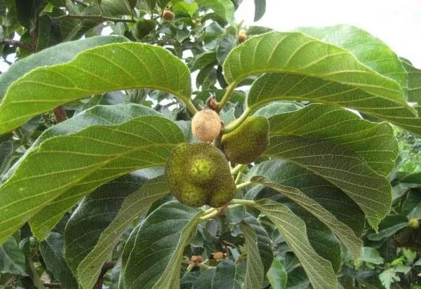 Hình ảnh một cây chay đang ra quả và phát triển mạnh mẽ