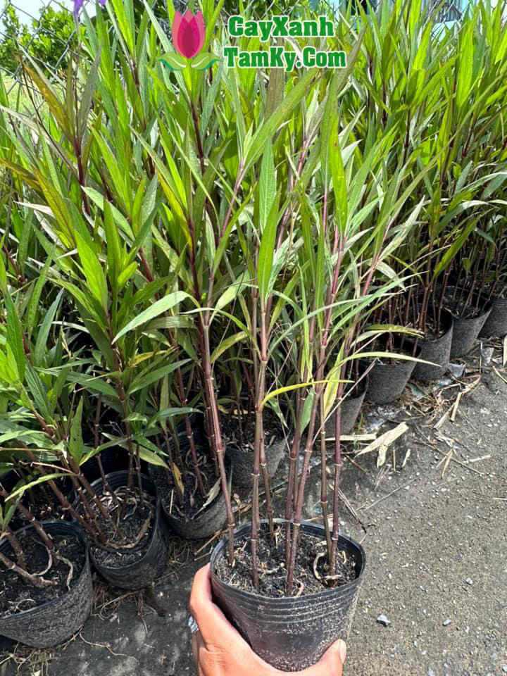 CÁCH TRỒNG HOA THẠCH THẢO TÍM: Kỹ Thuật Chăm Sóc Đơn Giản Cho Vườn Xanh Tươi