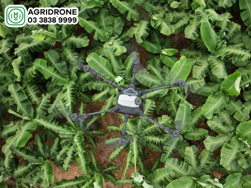 một cây chuối với buồng quả to và đẹp đang được phun thuốc bảo vệ