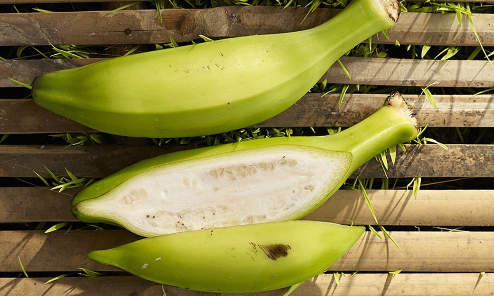 Cách Trồng Cây Chuối Hột Đạt Năng Suất Cao, Áp Dụng Kỹ Thuật Hữu Cơ