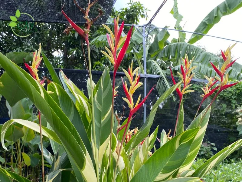 Mô tả cẩm thạch Heliconia Variegata
