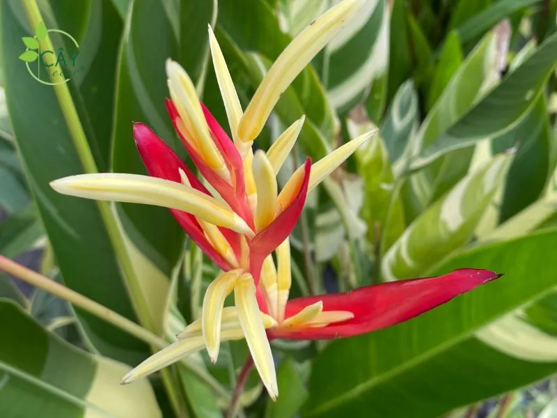 Ứng dụng trồng làm cảnh của Heliconia Variegata