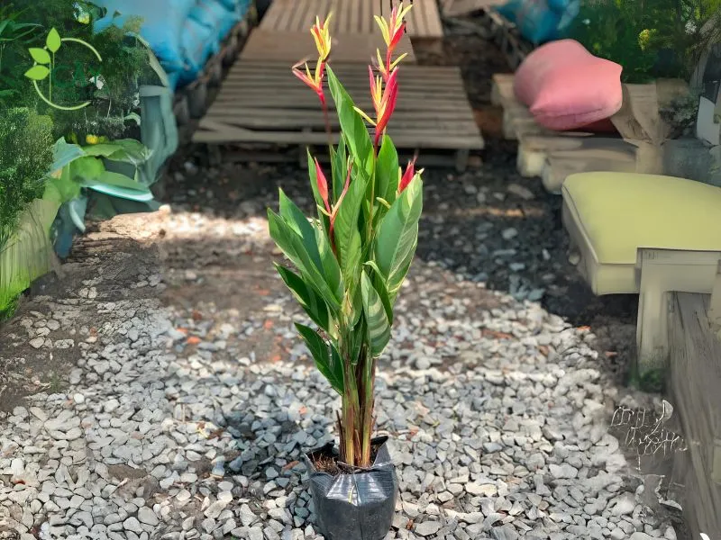 Cận cảnh chậu Chuối Mỏ Két Cẩm Thạch