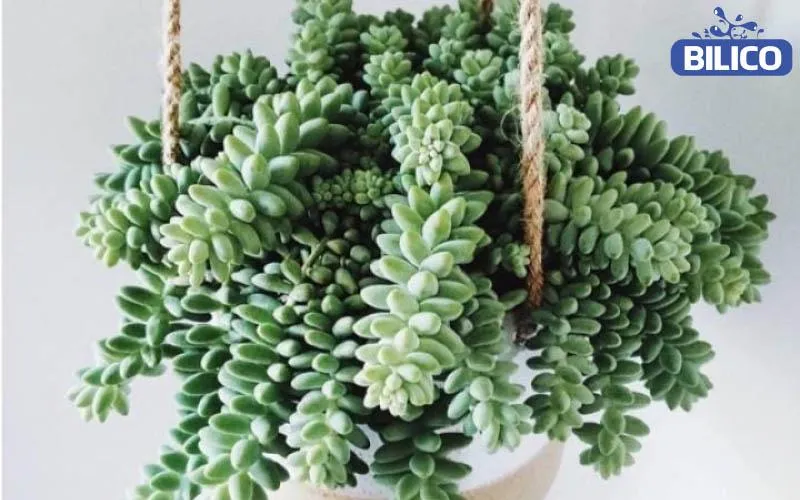 Sen Đá Chuỗi Ngọc Bi (Sedum morganianum)