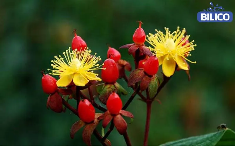 Cây Chuỗi Ngọc Đỏ và quả mọng sắc đỏ