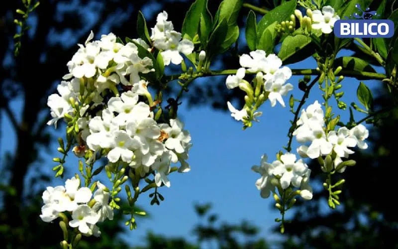 Vẻ đẹp Cây Chuỗi Ngọc Trắng trong sân vườn