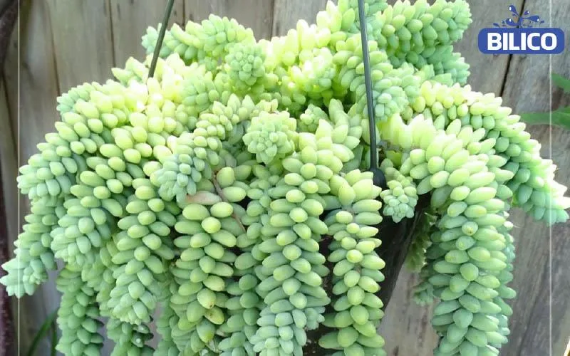 Cây Chuỗi Ngọc Treo trong chậu cảnh