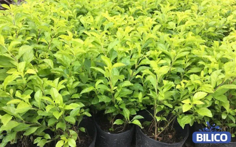 Cây Chuỗi Ngọc Vàng lý tưởng làm hàng rào